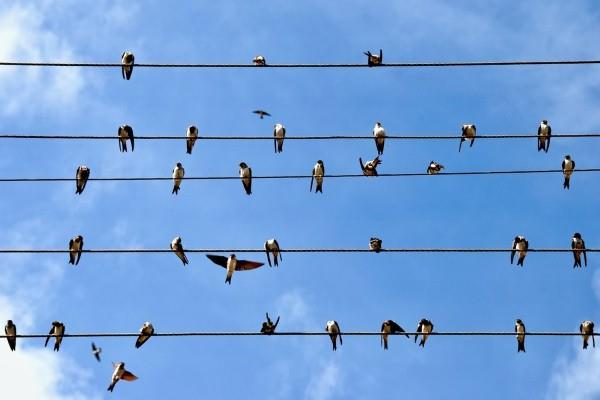 لماذا لا تتعرض العصافير لصدمة كهربائية وهي على أسلاك الكهرباء؟