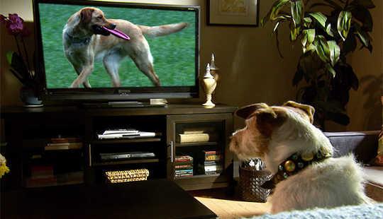  ماذا ترى الكلاب عندما يشاهدون التليفزيون