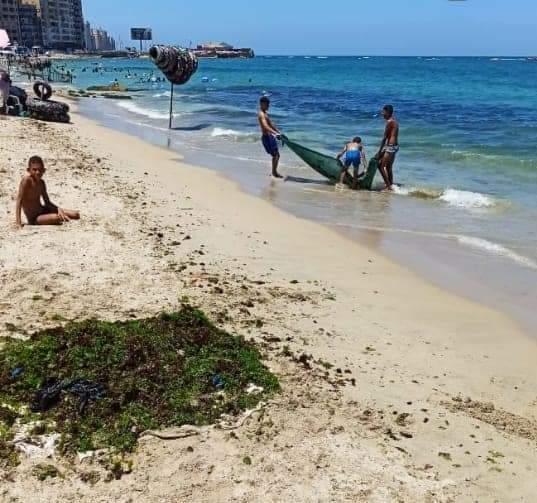 الهوام الخضراء تغطي شواطئ الإسكندرية