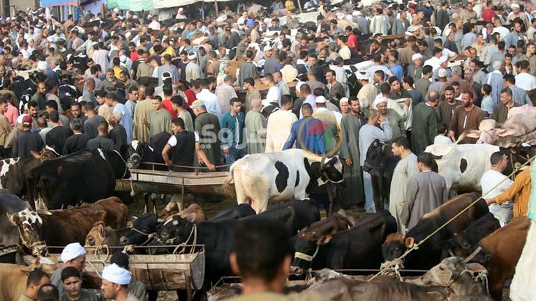 زحام بسوق المناشي لشراء الأضاحي