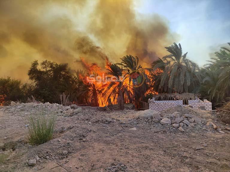 حريق مزرعة نخيل في قرية الراشدة 