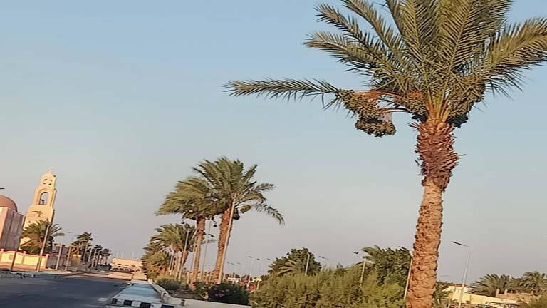 أشجار النخيل تزين الشوارع بجنوب سيناء (19)