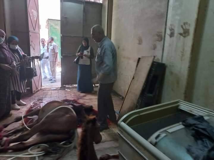 ضبط محل جزارة يبيع لحوم أحصنة للمحلات بالقليوبية ضبط محل جزارة يبيع لحوم أحصنة للمحلات بالقليوبية