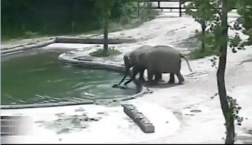 مجموعة فيلة تنقذ ابنها بعدما سقط في بركة ماء بطريقة رائعة