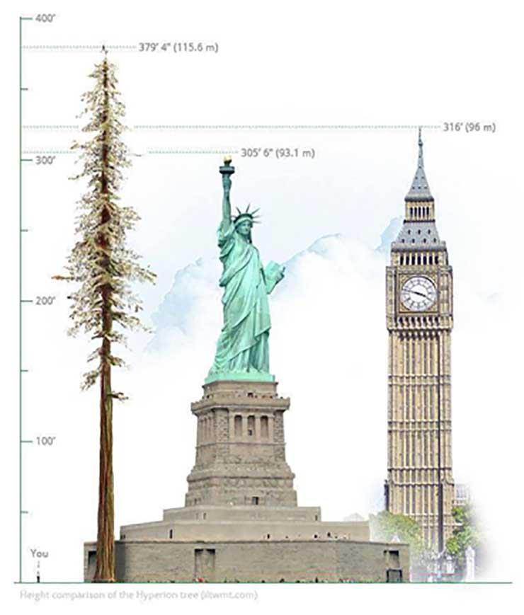 مقارنة بين طول الشجرة وتمثال الحرية