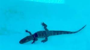 تمساح في حمام سباحة