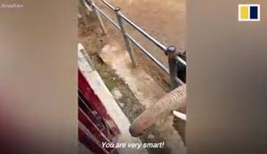 حذاء طفل يسقط بالقرب من فيل ضخم.. شاهد تصرف الفيل المفاجئ (فيديو) 