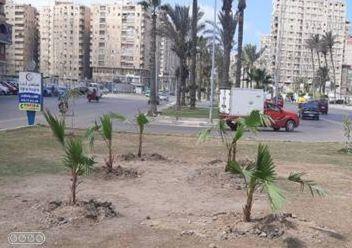 زراعة أشجار في الإسكندرية (1)