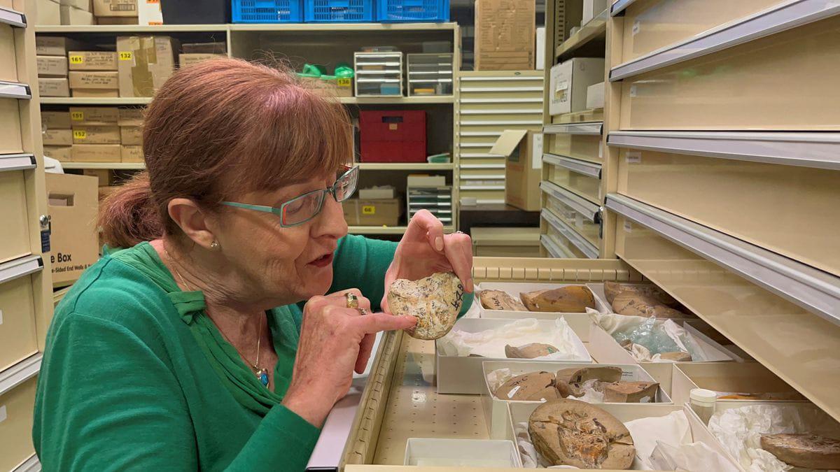 اكتشاف أقدم قلب في العالم عمره 380 مليون سنة