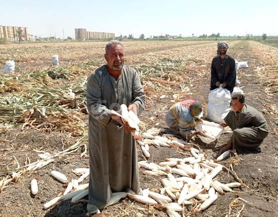 حصاد الذرة الشامية