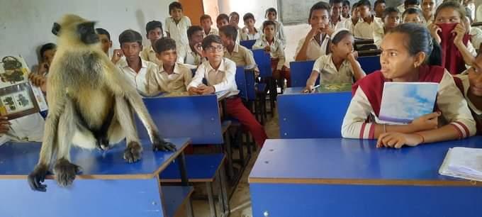 قرد يحضر دروسا مع الطلاب في مدرسة
