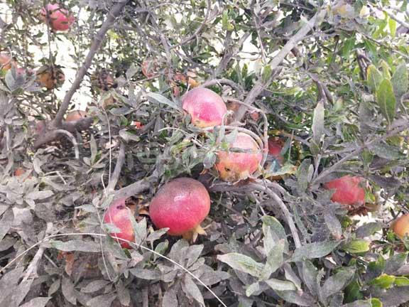 أنواع الرمان وطريقة حصاده من على الأشجار