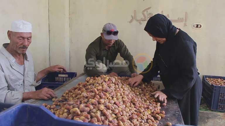 فرز وتنقية المحصول داخل المزارع (3)