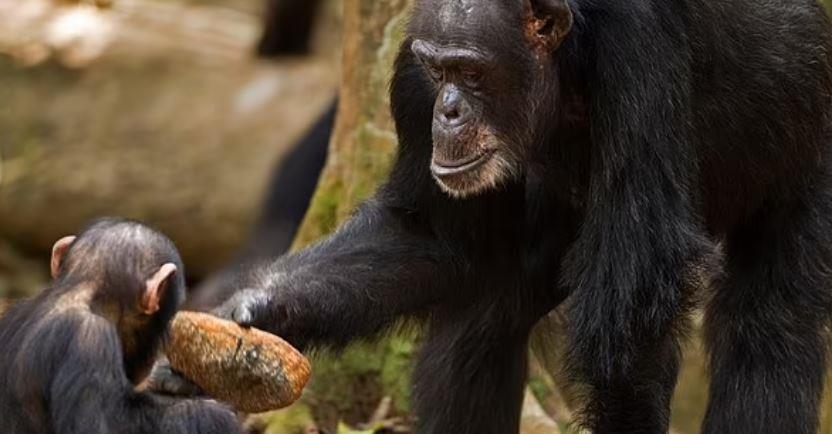 الشمبانزي فانا عاشت مشلولة ربع قرن
