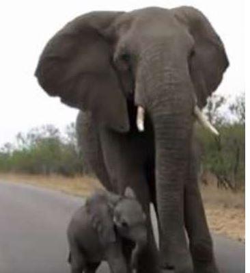 أنثى فيل تحمي ابنها من الاقتراب من السياح