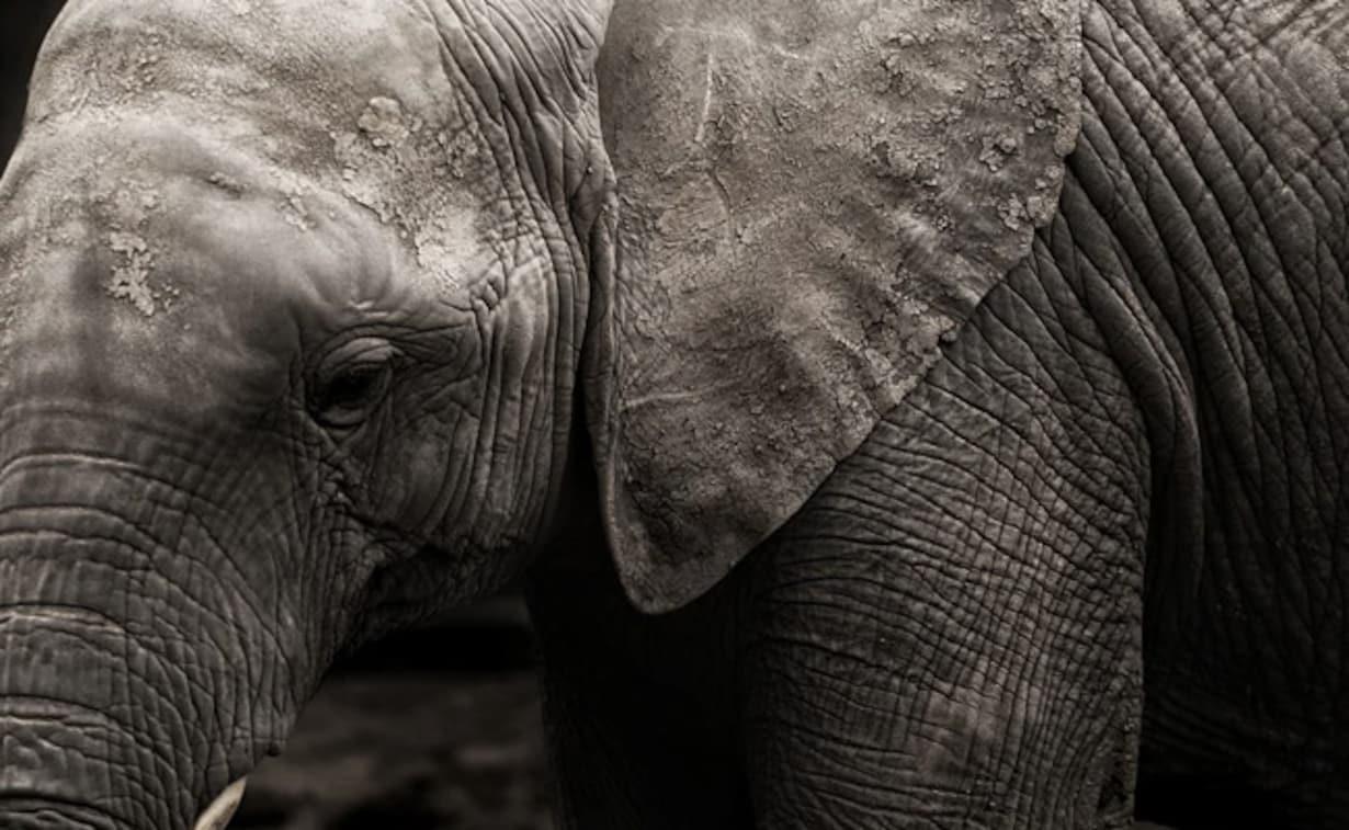 فيل مهدد بالانقراض يقتل أحد العاملين 