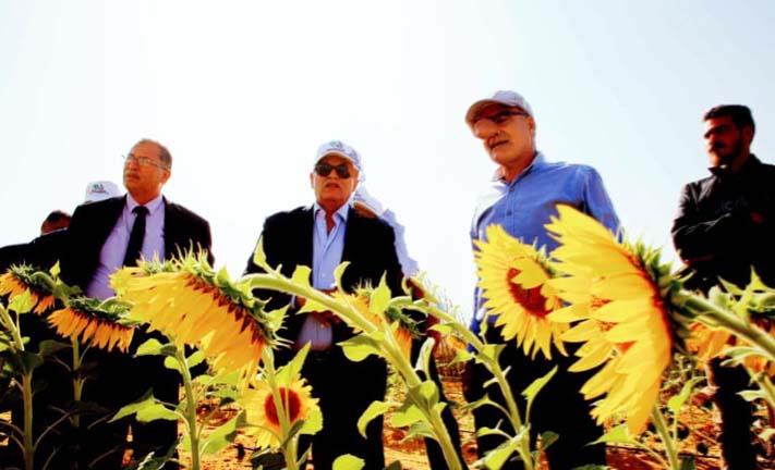 مبادرة لتشجيع زراعة الذرة الشامية