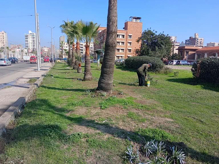 ​زراعة 46 ألف و696 شجرة في شوارع الإسكندرية