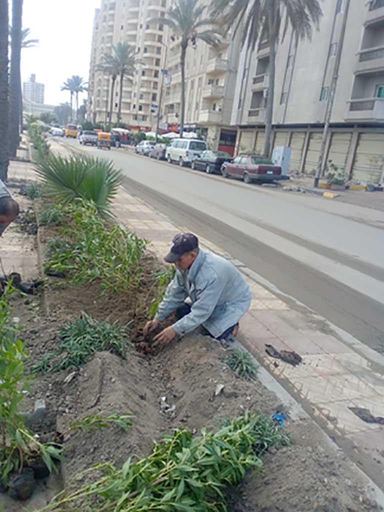 زراعة أشجار بشوارع الإسكندرية