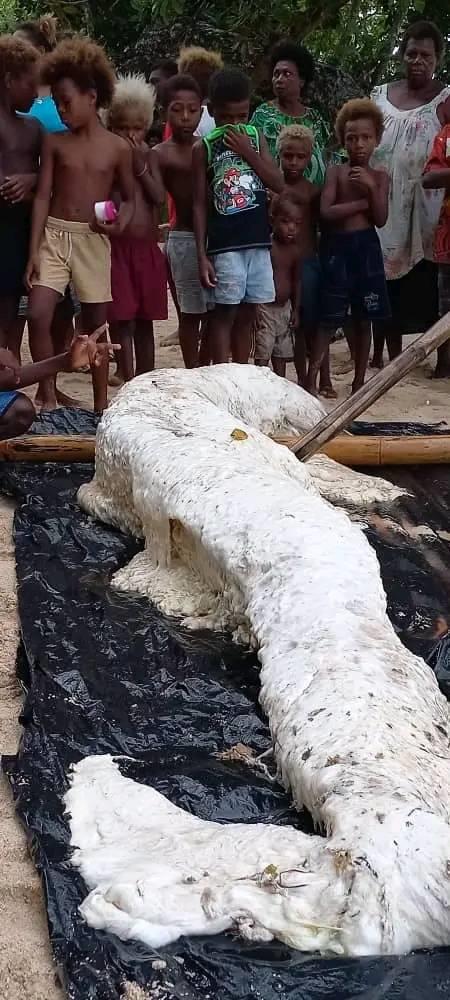 مخلوق غريب ضخم في شواطئ غينيا