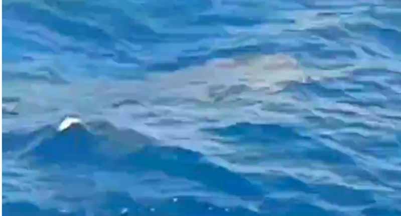 القرش بهلول في البحر الأحمر