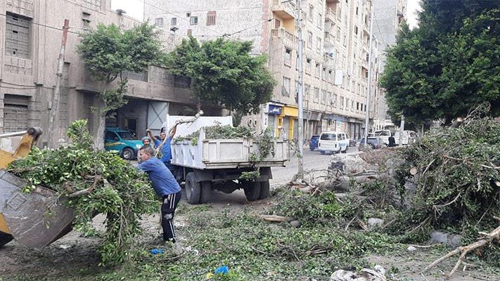 سقوط شجرة يوقف حركة المرور غربي الإسكندرية 