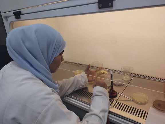 مشروع مكافحة وحصر العفن البني في البطاطس (1)