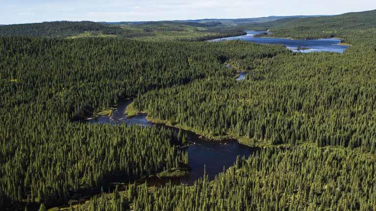 الغابات الشمالية في كندا