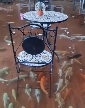 الأسماك تسبح بين الزبائن.. حكاية مقهى غريب أثار الجدل في تايلاند  "فيديو"