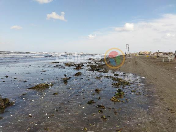 ورد النيل يغطي شواطئ بورسعيد (1)