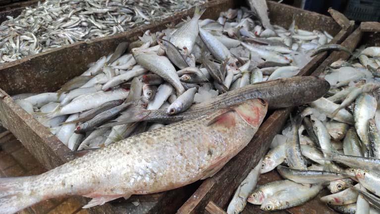 أسعار السمك والمأكولات البحرية في سوق العبور اليوم السبت