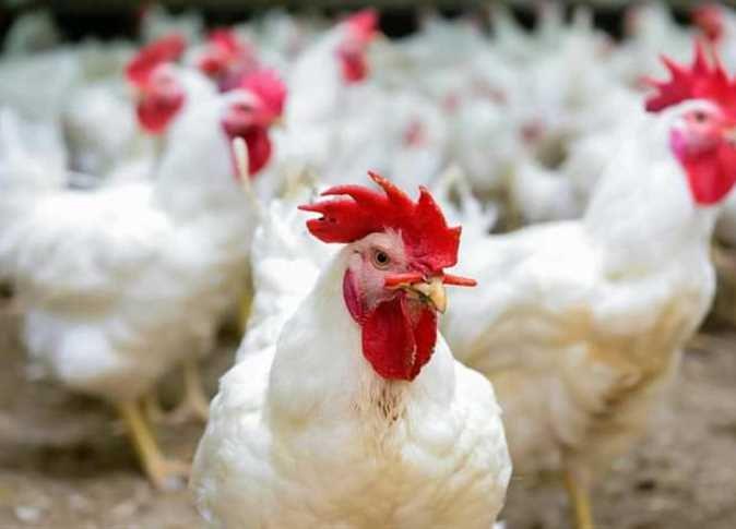 انخفاض الدواجن واللحوم الحمراء والذهب يعوض خسارته.. خريطة الأسعار اليوم انخفاض الدواجن واللحوم الحمراء والذهب يعوض خسارته.. خريطة الأسعار اليوم