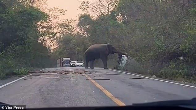 فيل يقلب سيارة على الطريق لسبب غريب .. فما القصة؟