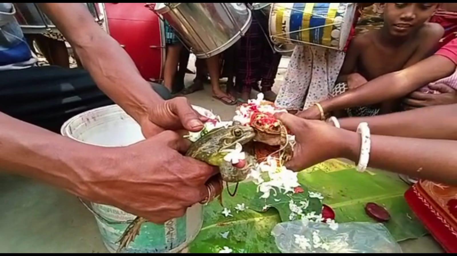 زفاف غريب وضخم لـ ضفدعين في الهند يثير جدلا على منصات التواصل الاجتماعي