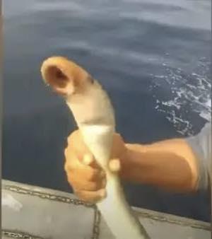 رجل يصطاد سمكة مفترسة