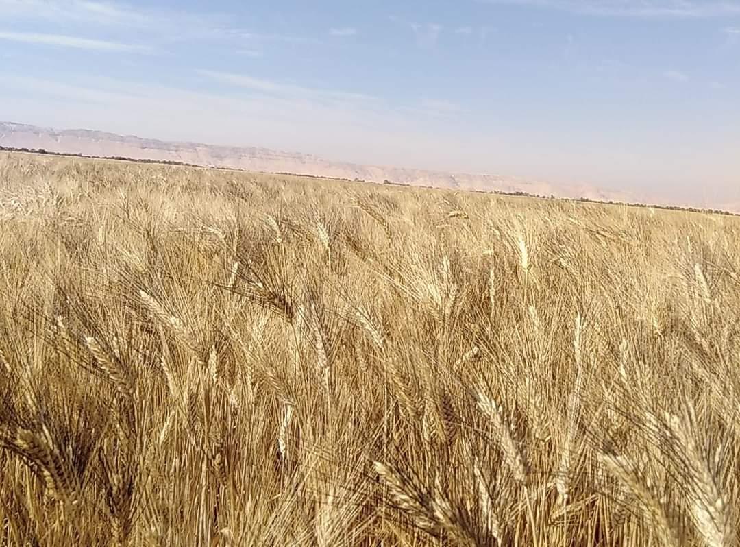 كيف تحولت صحراء وادي الشيخ لواحة خضراء