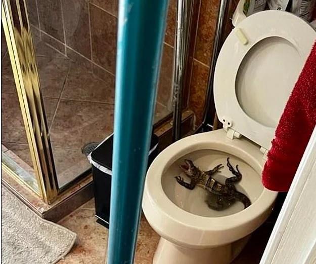  رجل يعثر على شئ غير متوقع في مرحاض منزله