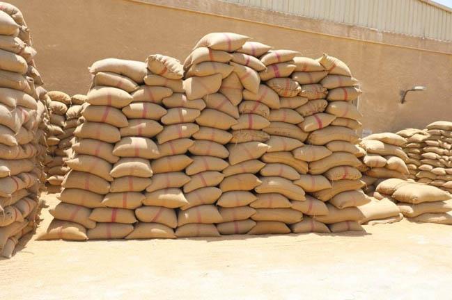 توريد 337 ألف طن من محصول القمح لشون وصوامع المنيا (1)