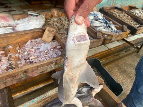 أسماك القرش في أحد محلات بيع الأسماك (1)