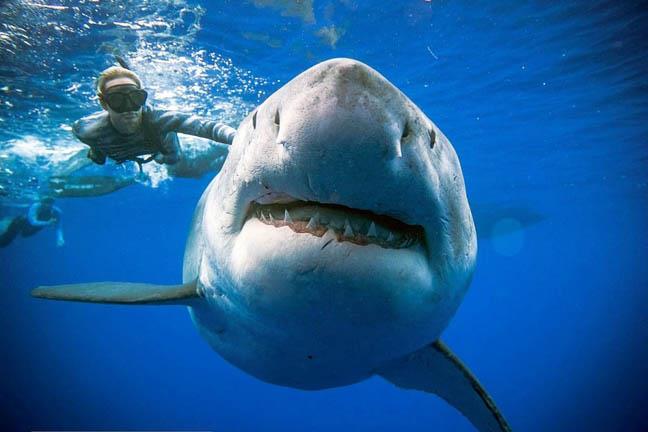 10 خطوات تضمن لك ابتعاد سمك القرش عنك (6)