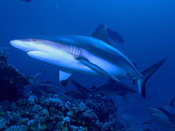 أنواع أسماك القرش في البحر الأحمر (12)