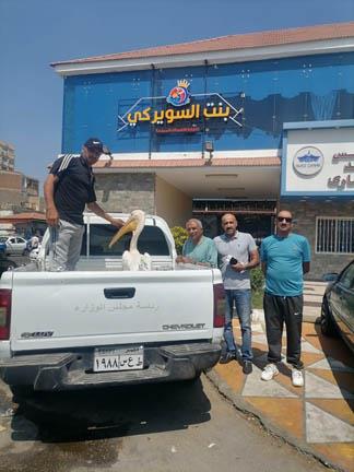 إنقاذ طائر البجعة البيضاء من أحد الباعة في بورسعيد (2)