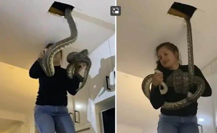 فتاة تنقذ عائلة أمريكية بعدما اخترقت الثعابين منزلهم (3)