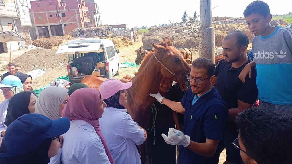 قافلة بيطرية لعلاج مواشي صغار المربيين بدمياط