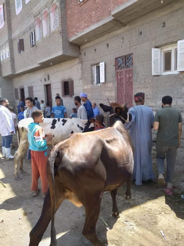 قوافل بيطرية لعلاج الماشية في أسيوط