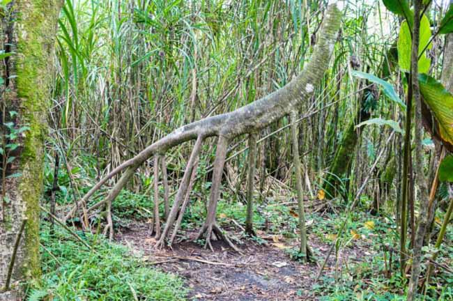 أسطورة الشجرة الماشية في غابات كوستاريكا