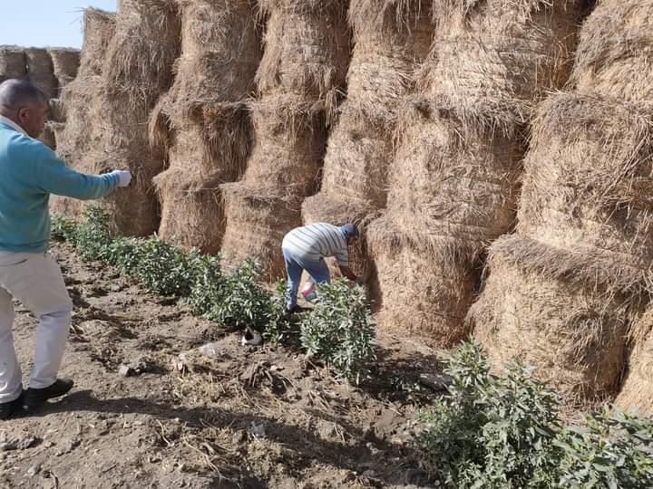 مقاومة الفئران بأماكن انتشارها