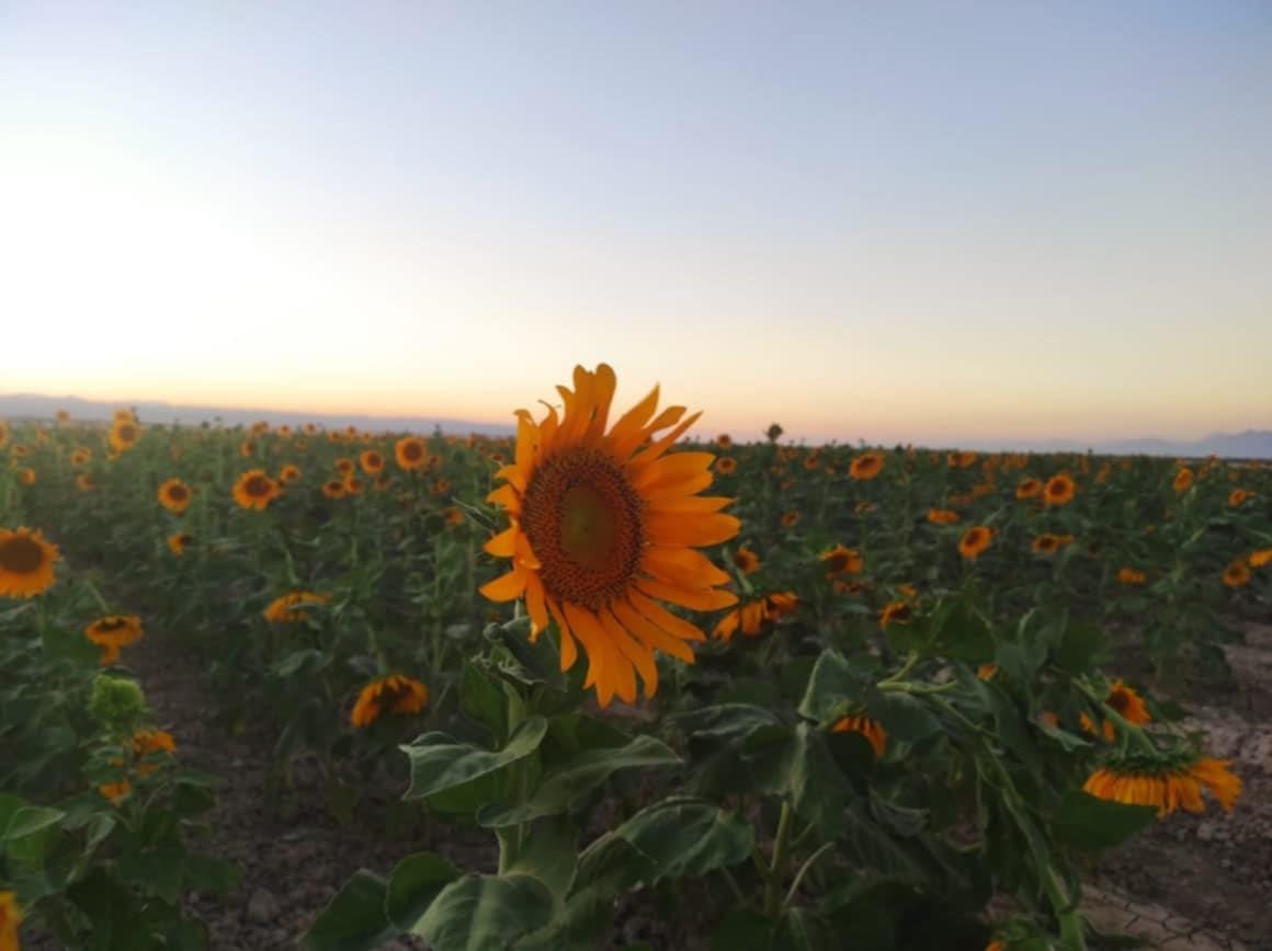 زهور عباد الشمس تزين الصحراء