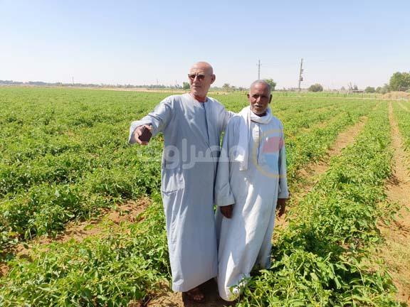 مزارعي الطماطم في المنيا