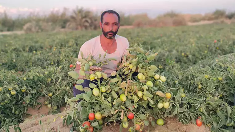 المحصول الشتوي من الطماطم